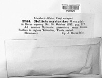 Mollisia myricariae image